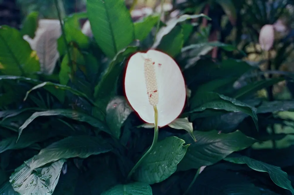 Peace Lily in Morning Shade