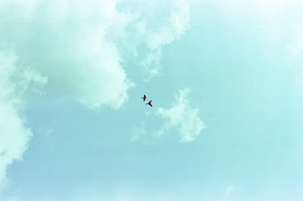 Two Birds in a Clear Jakarta Sky