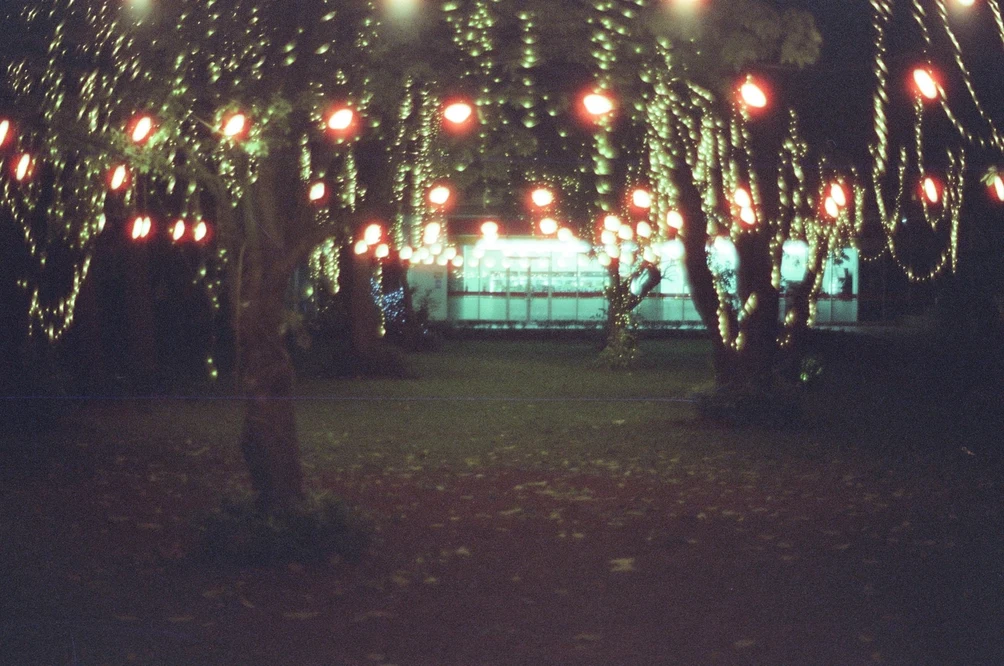 Evening Lights Under Park Trees. Shot with Olympus OM-1, Olympus Zuiko 50mm f/1.8, Cartenz 200 film